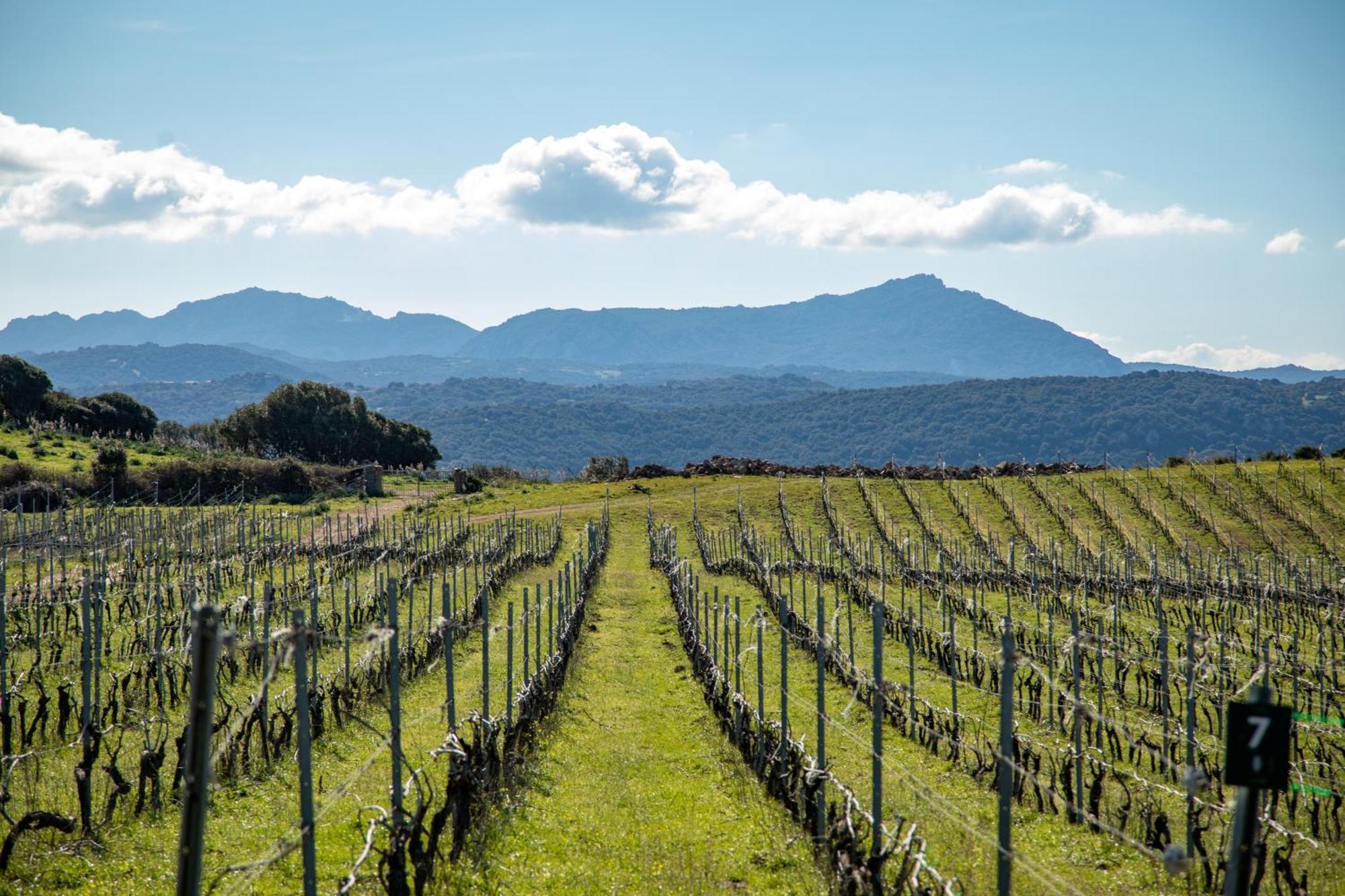 Cantina&Agriturismo Canu Villa Luogosanto Eksteriør bilde
