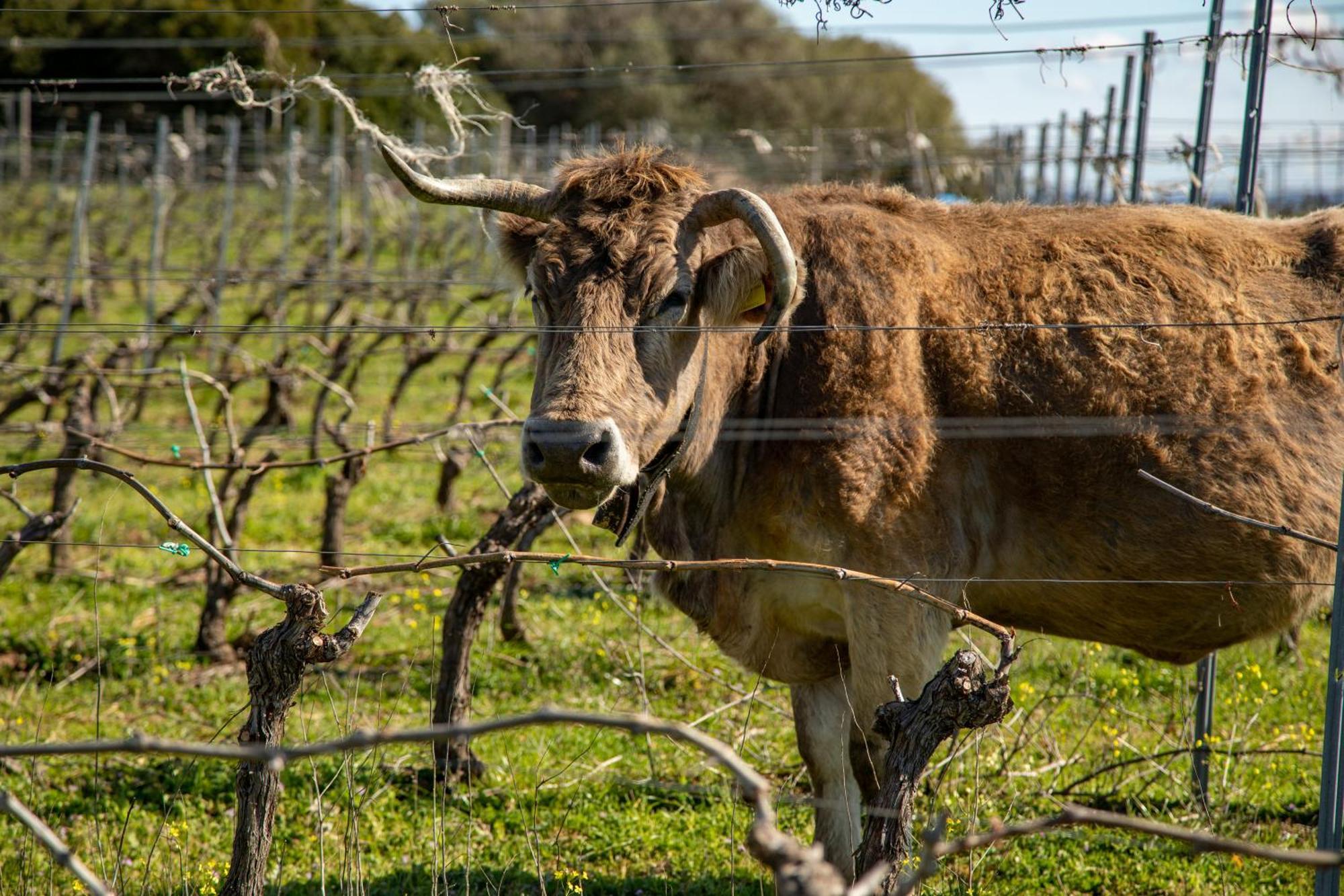 Cantina&Agriturismo Canu Villa Luogosanto Eksteriør bilde